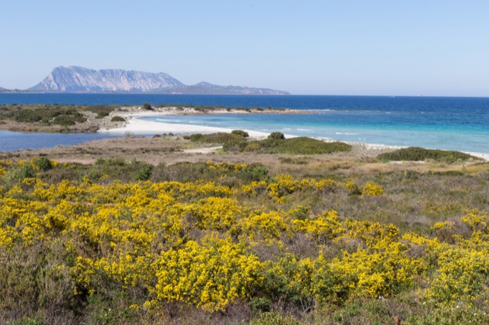 Spiaggia La Cinta a San Teodoro, lingua di sabbia bianca tra laguna e mare aperto